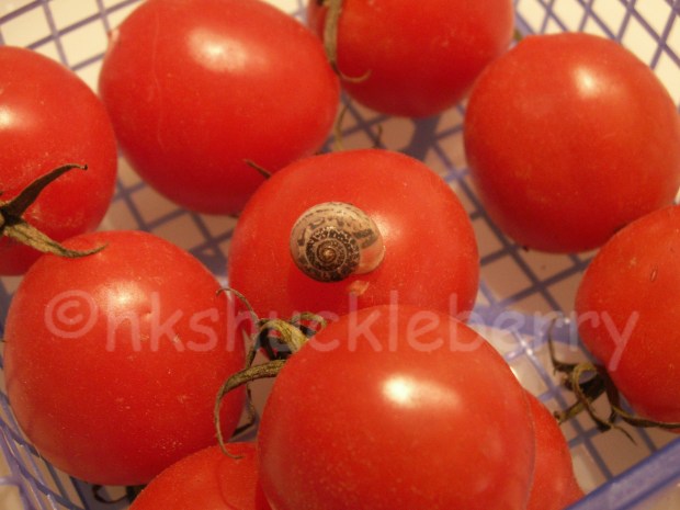 tomaten