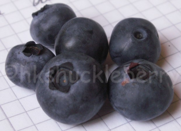 blueberries